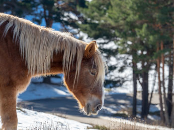 Close-up of horse in field