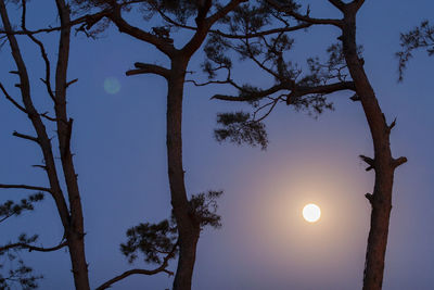 Low angle view of bare tree against sky