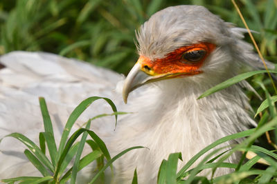 Close-up of bird