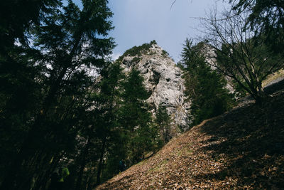 Low angle view of trees in forest against sky