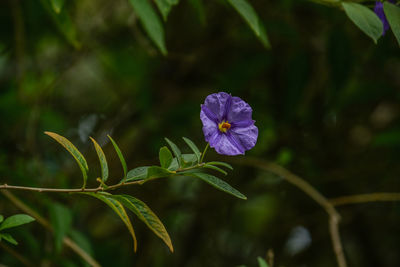 Close-up of purple flowering plant