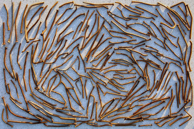 Full frame shot of leaves