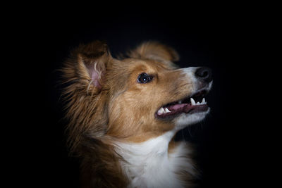 Close-up of dog against black background