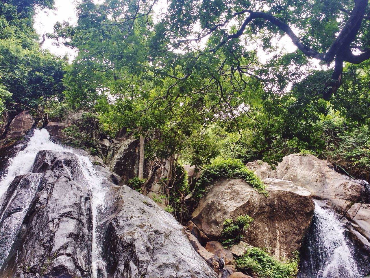 tree, waterfall, nature, river, forest, beauty in nature, water, rock - object, day, no people, scenics, outdoors, tranquility, motion, growth