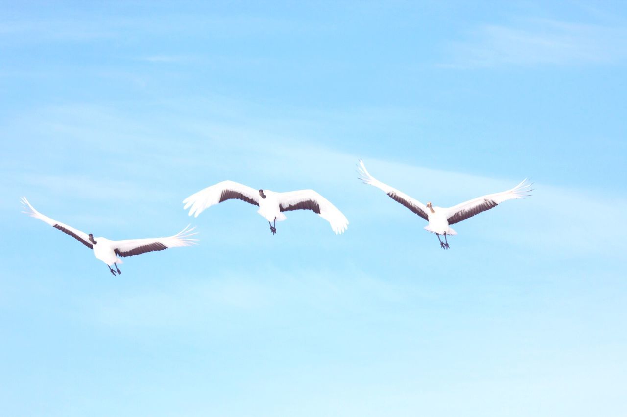 flying, bird, spread wings, animal themes, mid-air, animals in the wild, seagull, low angle view, wildlife, sky, blue, freedom, motion, clear sky, on the move, nature, day, animal wing, medium group of animals, copy space