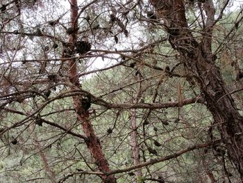 Low angle view of tree in forest
