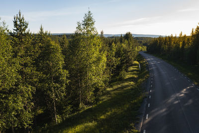 Country road going through forest