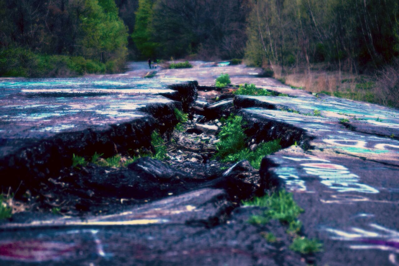 nature, tranquility, beauty in nature, moss, water, tranquil scene, tree, rock - object, forest, growth, scenics, outdoors, day, no people, textured, stream, narrow, tree trunk, green color, plant