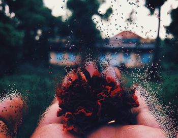 Cropped hand holding flower