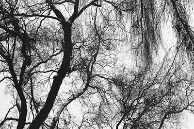 Low angle view of bare trees against sky