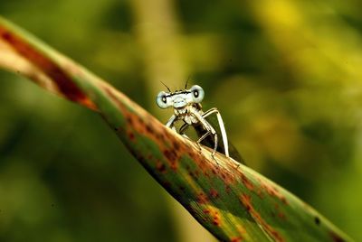 Close-up of insect