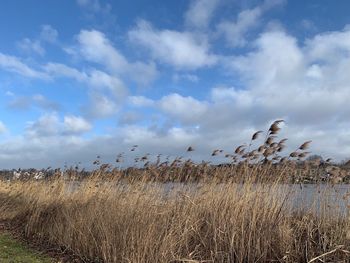Plants on field against sky