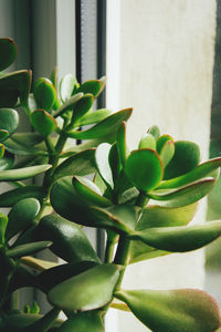 Close-up of succulent plant