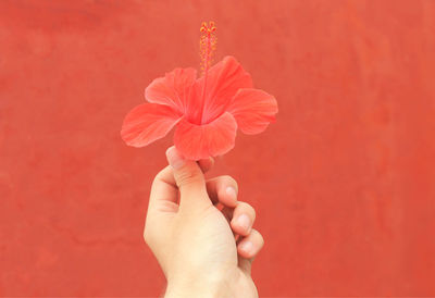 Close-up of hand holding red flower