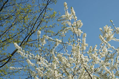 Low angle view of flower tree against sky