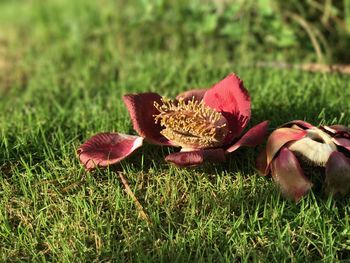 Close-up of flowers on field