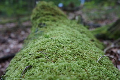 Close-up of fresh green plant