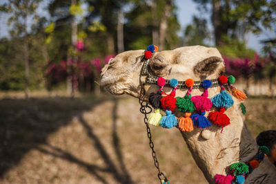 Side view of decorated camel