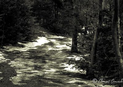 Trees in forest