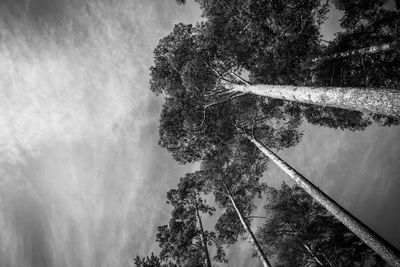 Low angle view of trees against sky