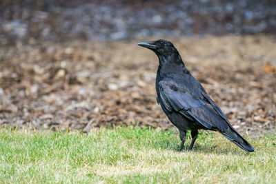 Black bird perching on grassy field