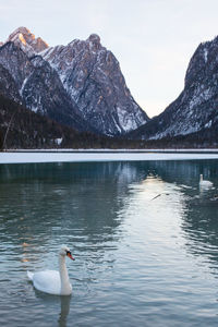 Swans swimming in lake