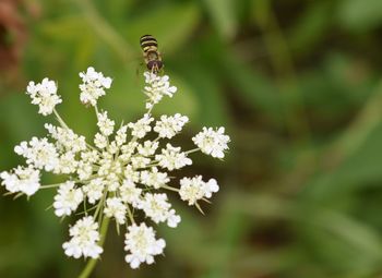 Close-up of insect on white flower