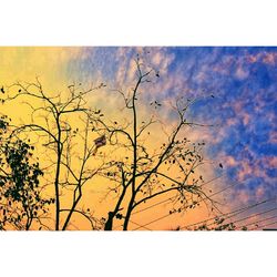 Low angle view of bare tree against sky at sunset