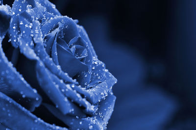 Close-up of wet purple flower