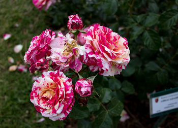 Close-up of pink flowering plant