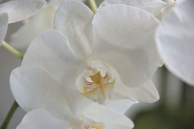 Close-up of white flower