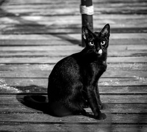 Portrait of cat sitting on wood