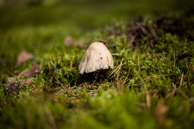 Close-up of mushroom growing on field