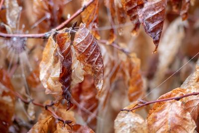 Close-up of dried autumn leaves