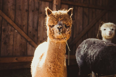 Cute alpaca in barn looking at camera eating and smiling