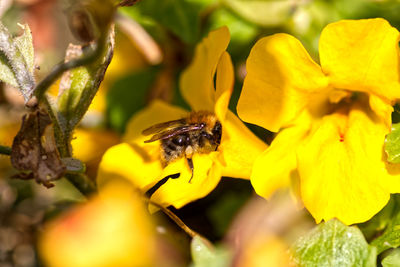 Close-up of bee pollinating flower