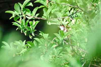 Close-up of bird perching on plant