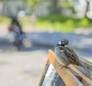 Close-up of bird perching on railing