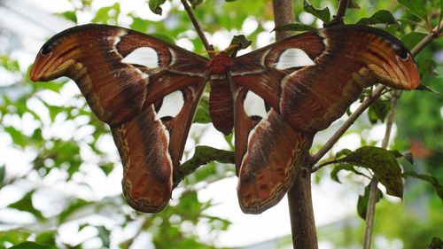 Close-up of butterfly on tree