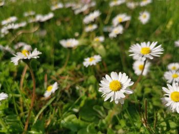 Close-up of white daisy flowers on field