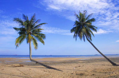 Couple twin palm trees on beach against blue sky 
