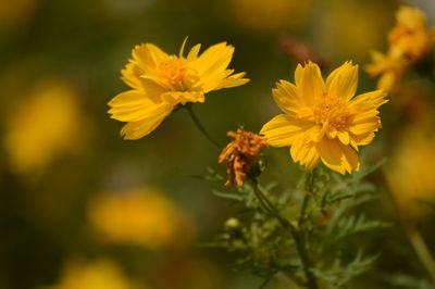 Close-up of yellow flowering plant