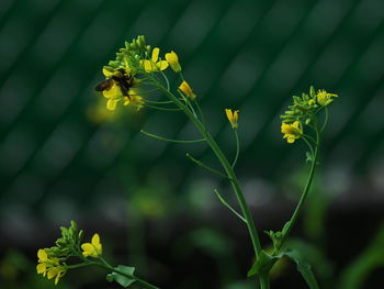 plant