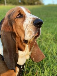 Close-up of a dog looking away - blues head