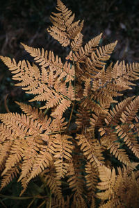 Close-up of leaves on tree