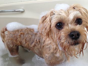 Close-up of wet dog in bathroom