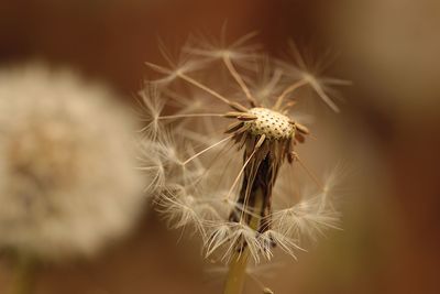 Close-up of dandelion on plant