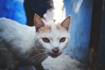 Portrait of cat