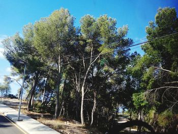 Low angle view of trees against clear blue sky