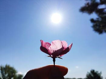 Person holding pink flower against sky